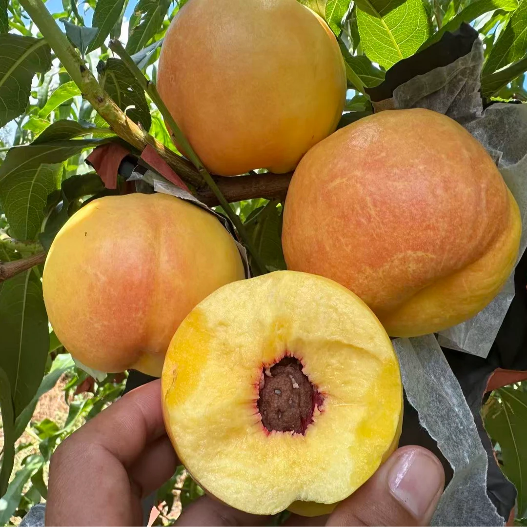 中果桃之源沪油019黄肉离核油桃苗