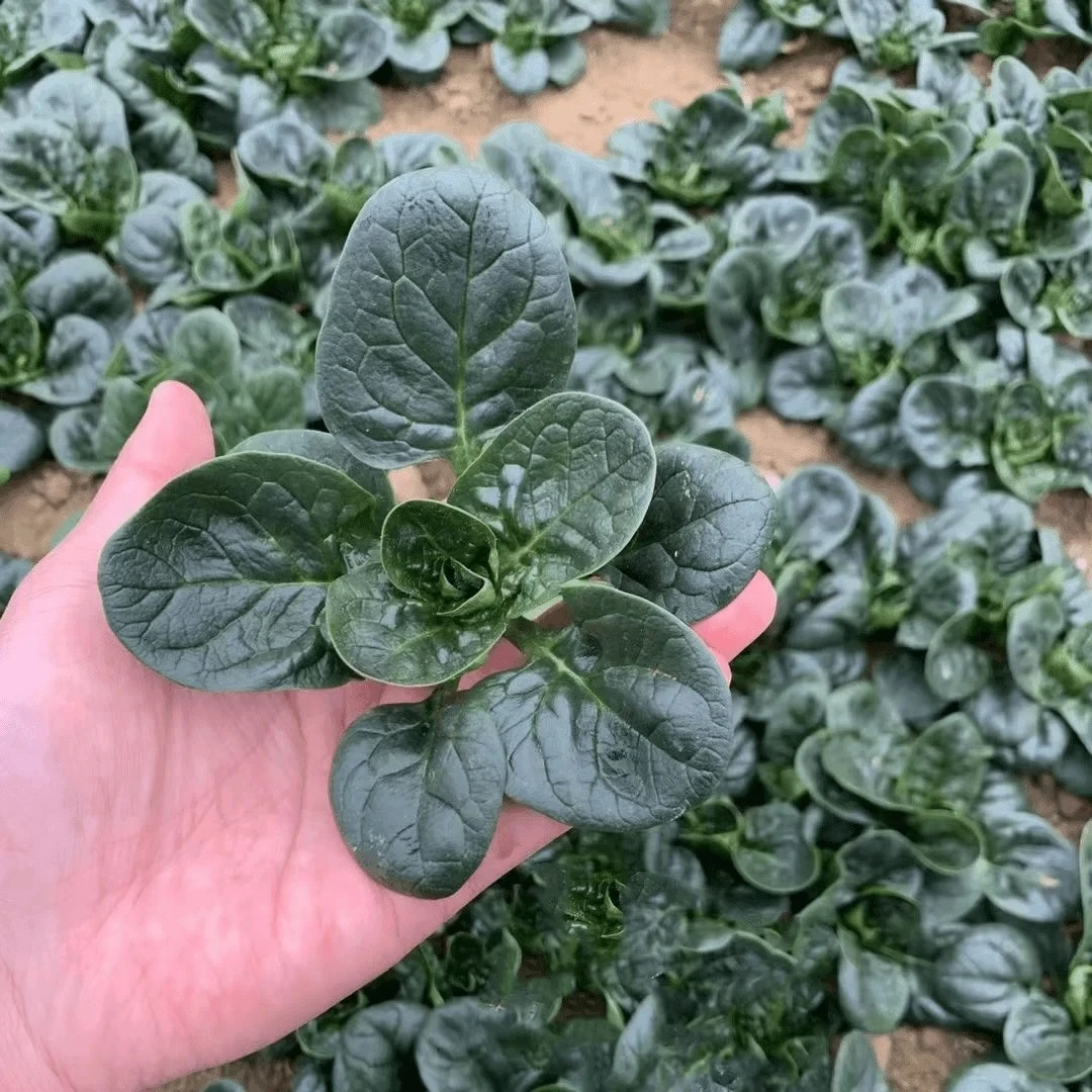 耐寒耐热趴地菠菜种子耐寒耐热品种四季种植家庭阳台小院适种