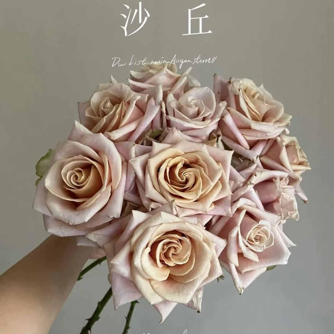 【沙丘】四季灌木月季