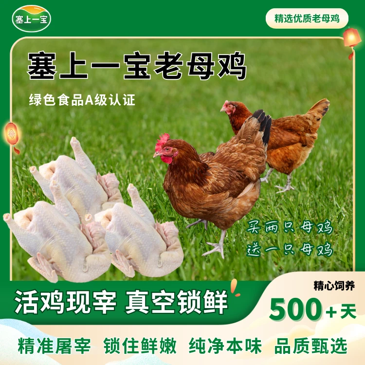【顺丰/京东包邮】宁夏黄河滩绿色粮食喂养老母鸡买两只赠送一只