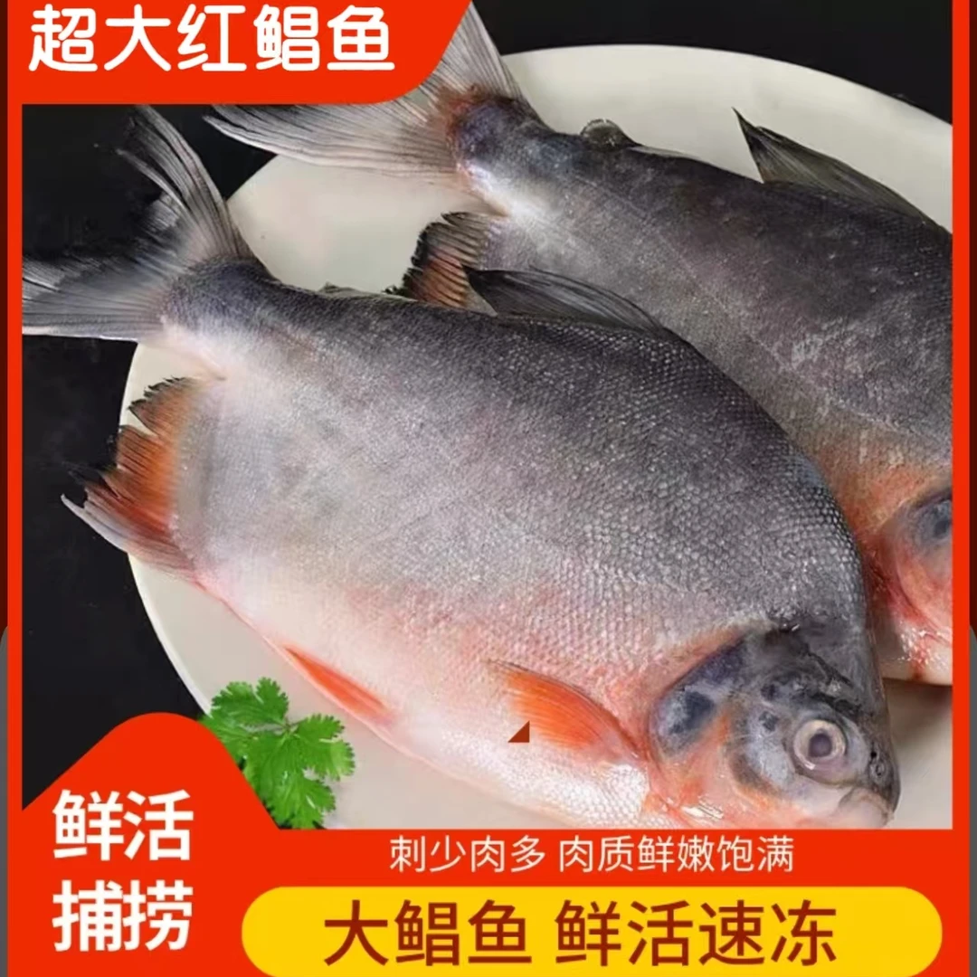 5大条鲜活速冻大鲳鱼 超大650g-750g/条净重6.5斤 肉厚刺少鲜美