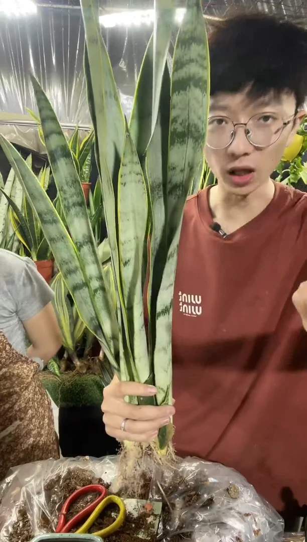 金丝玉雪裸根4棵25.8