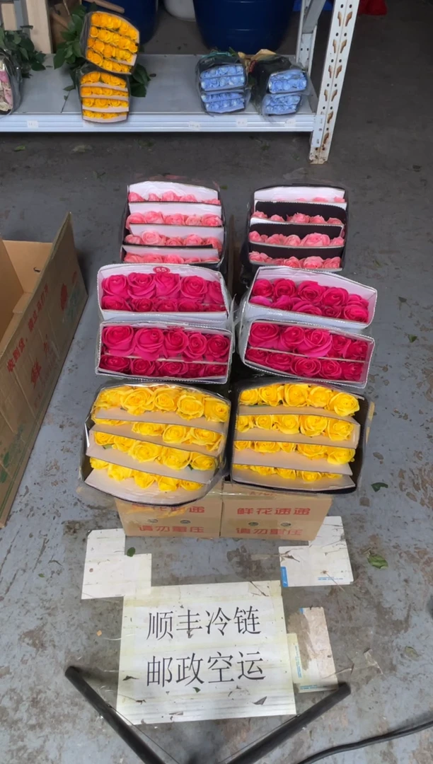 金枝20枝+佛洛依德20枝+戴安娜20枝