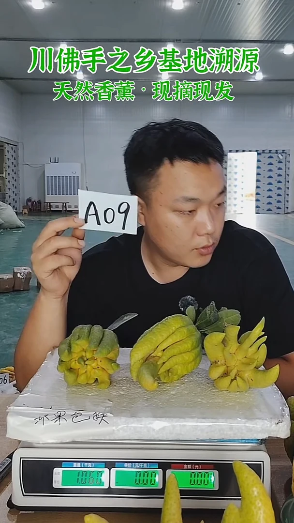 柑橘【一物一拍】川佛手柑鲜果带枝高山佛手柑A09