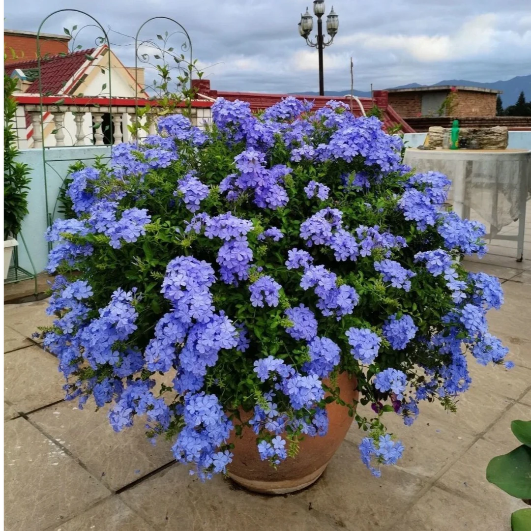 三【蓝雪花】四季开花爬藤造型盆栽花卉庭院阳台好养活