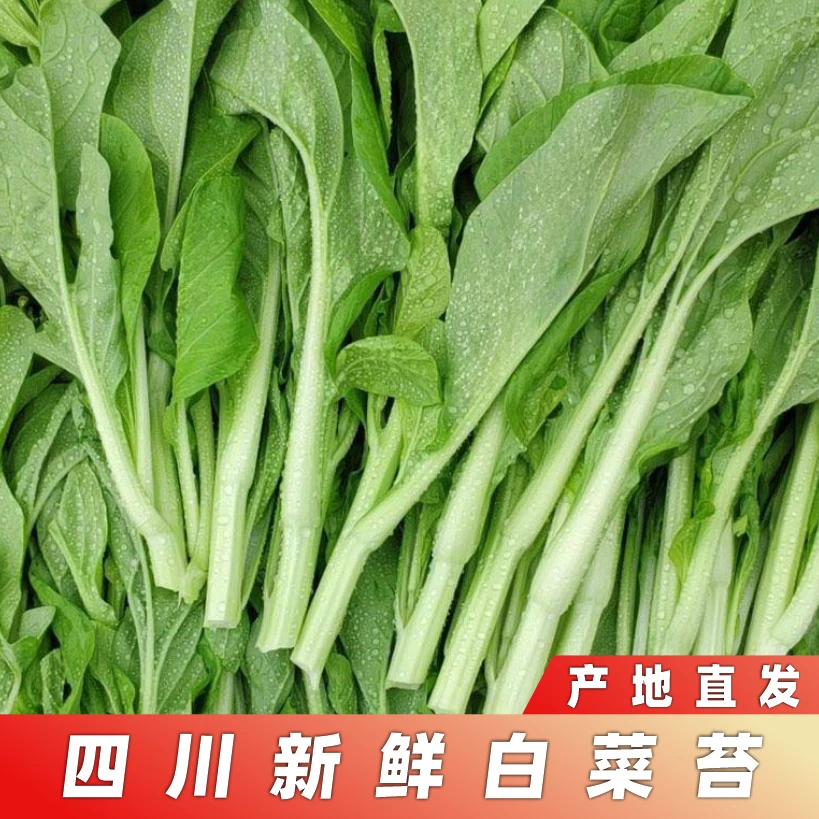 【顺丰包邮】四川新鲜白菜苔油菜苔脆甜菜心带叶青菜现摘现发包邮
