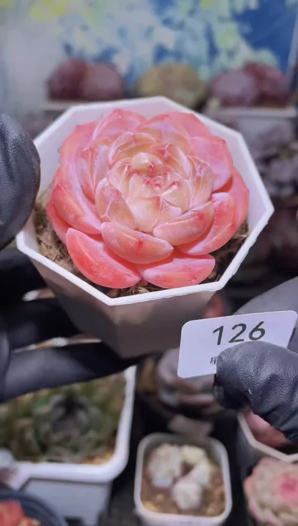 【闪购商品】126糖衣炮弹多肉