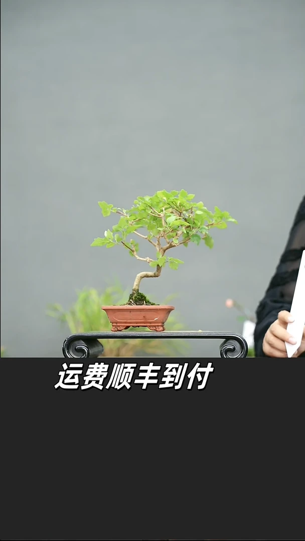 植*8