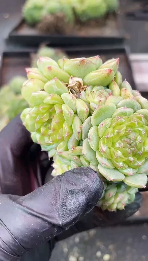 闪购2228 母本多肉一颗