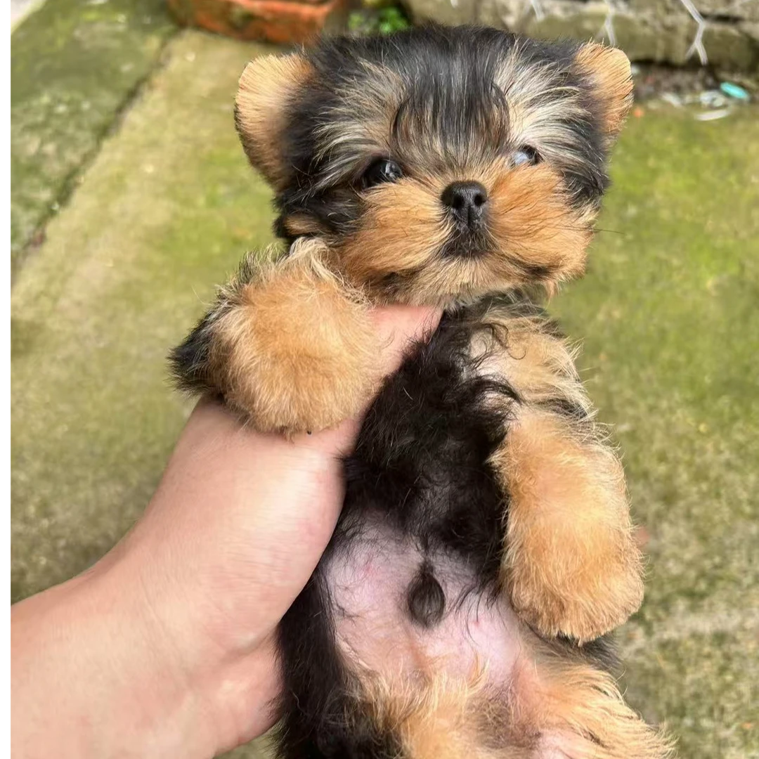 宠物狗约克夏犬狗狗活体