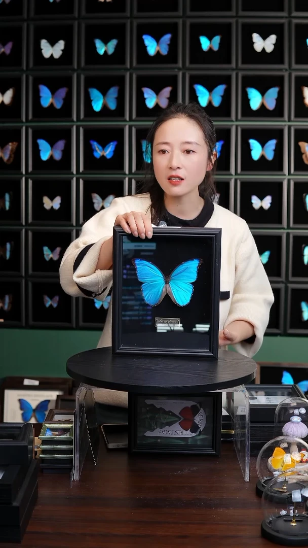 大蓝闪蝶黑绒底版10寸欧式框（带证书）