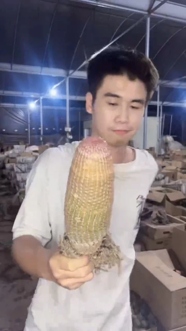 大单头 红太阳【带根】