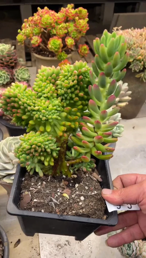 【闪购商品】97春萌缀