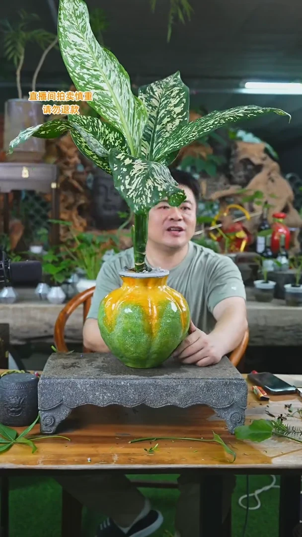 完全开放暴风雪+南瓜瓷器瓶