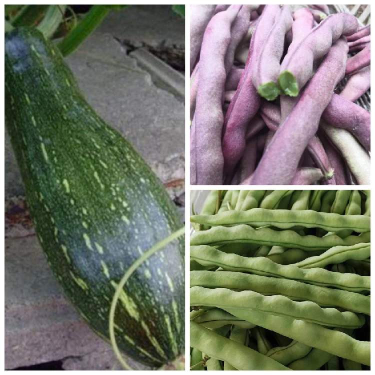 贵州高山农家露天种植广瓜紫色四季青色四季豆组合装