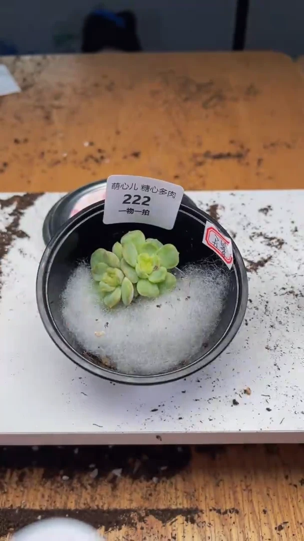 222多肉植物多肉植物