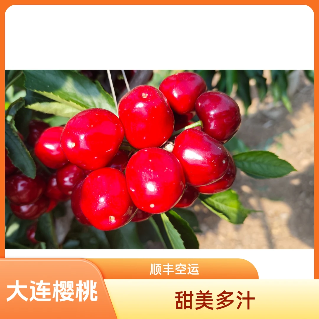 大连美早樱桃3J4J5J 五斤顺丰空运包邮