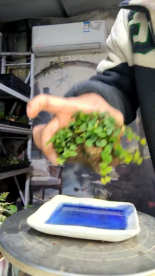 芋**波中青园艺一物一拍401