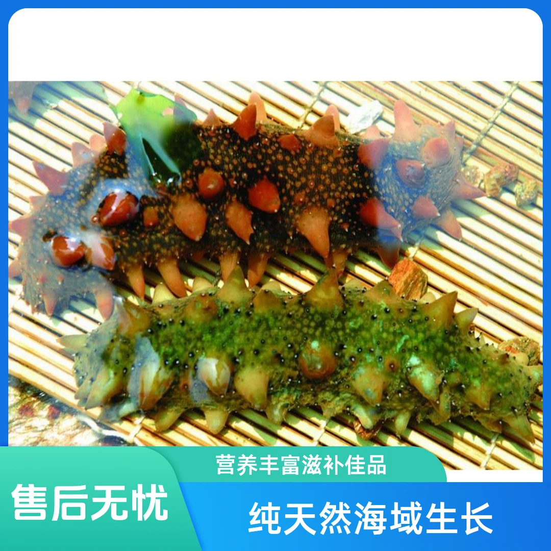 海参（鲜活）只