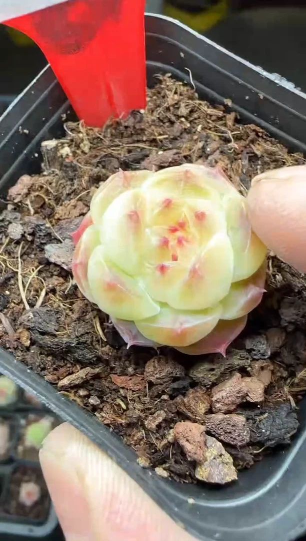 【闪购商品】一物一拍0216—379