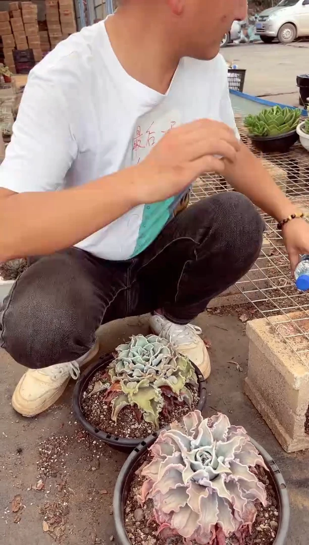 笑笑″两颗饺子皮40一物一拍