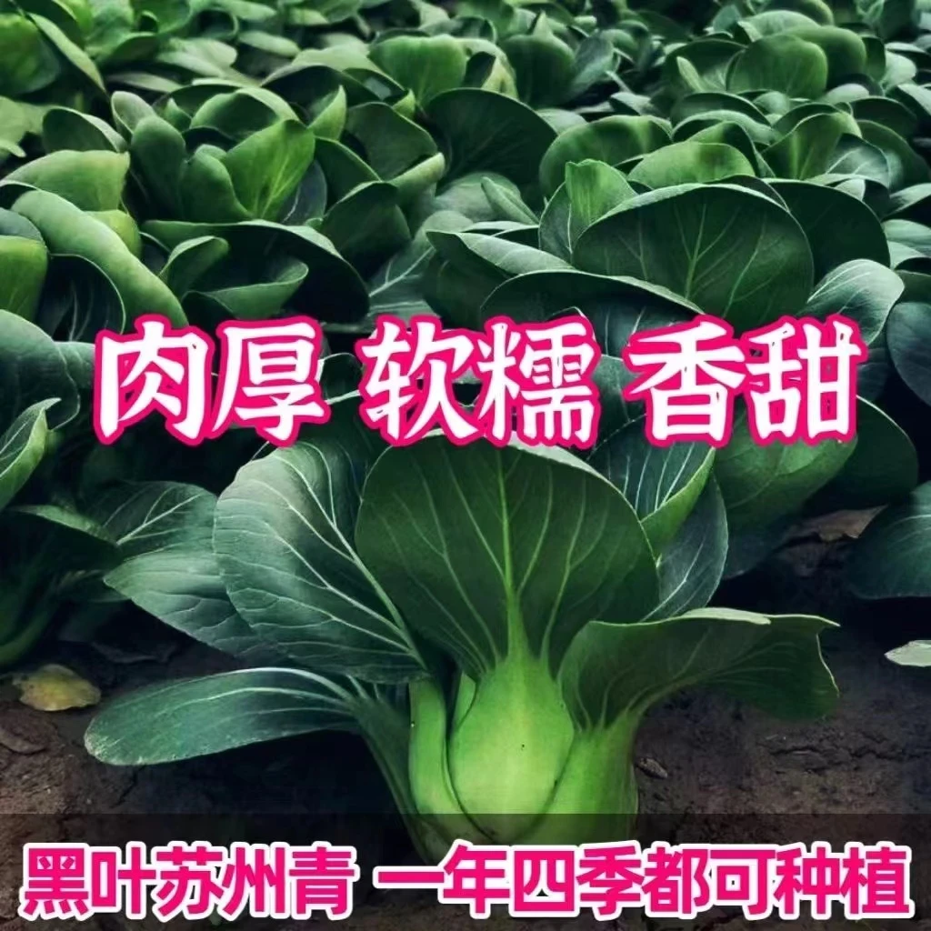 【全店满8包包邮】黑大头苏州青种子青菜蔬菜蔬菜种子四季四季菜籽