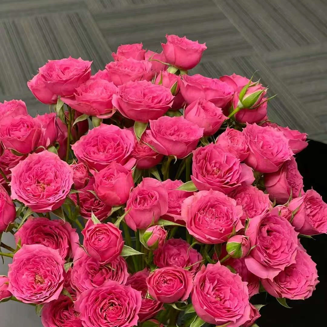 苏菲宝贝多头玫瑰，云南基地直发