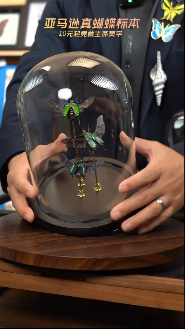三甲虫标本摆件玻璃罩款