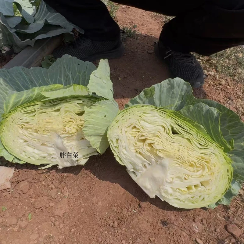 云南露天霜打扁平包菜京白菜现摘现发脆皮嫩心口感甘甜