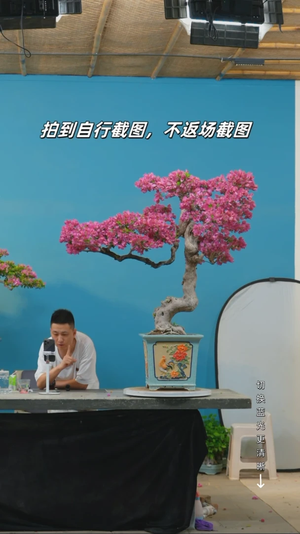 全部花朵汤**饰三角梅造型盆景小叶紫