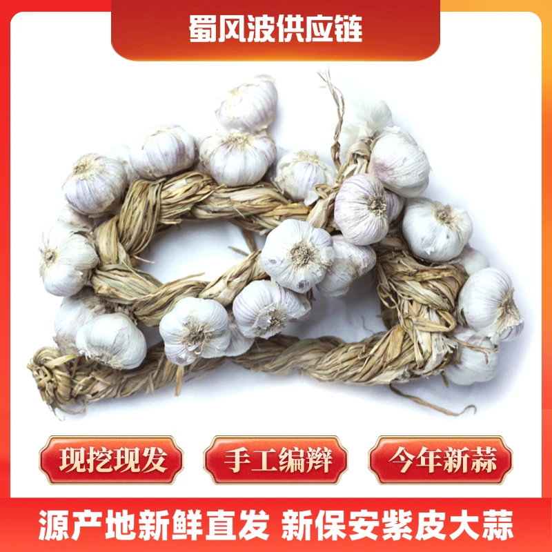 正宗怀来新保安紫皮大蒜辫子蒜好吃辛辣紫皮蒜冬储不坏当年新蒜