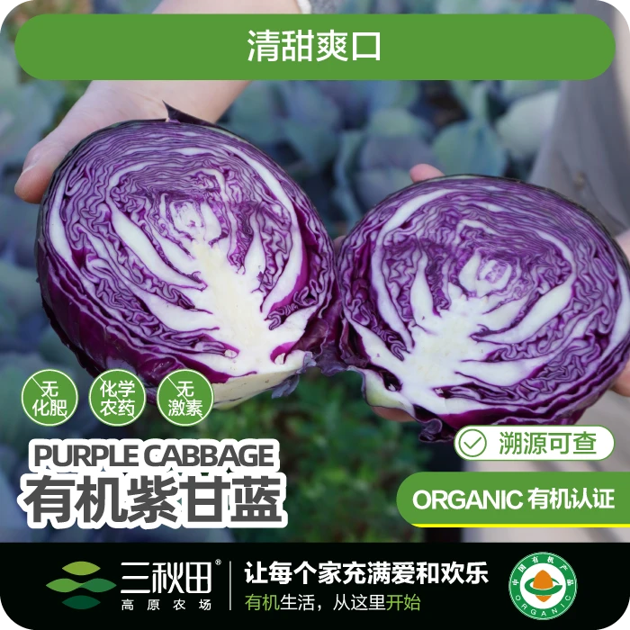 有机紫甘蓝  露天种植  清甜爽口