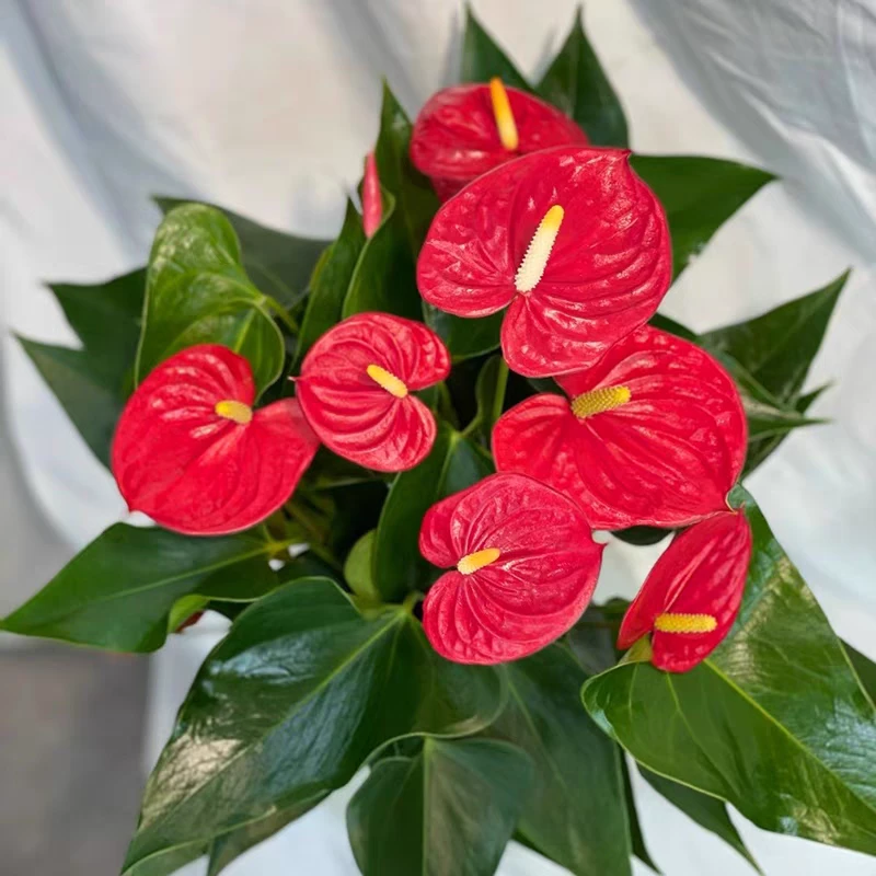 红掌 盆栽 好养净化空气 新疆花卉包邮