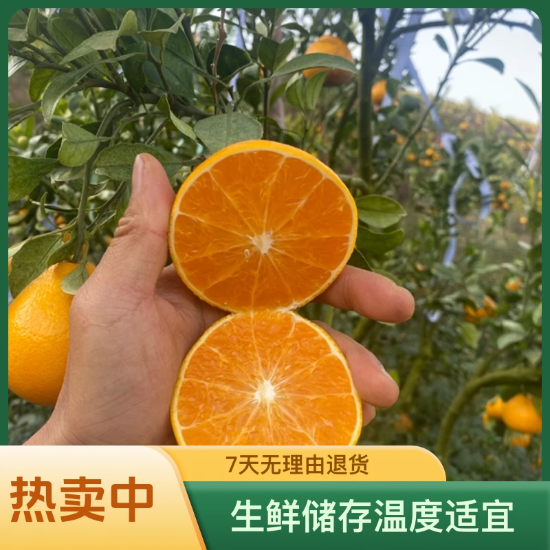 云南西双版纳高山桔柚阳光一号自然成熟果味浓郁现摘现发