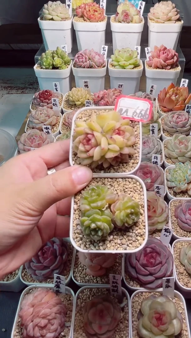 【闪购商品】M666翠光和金伞伞