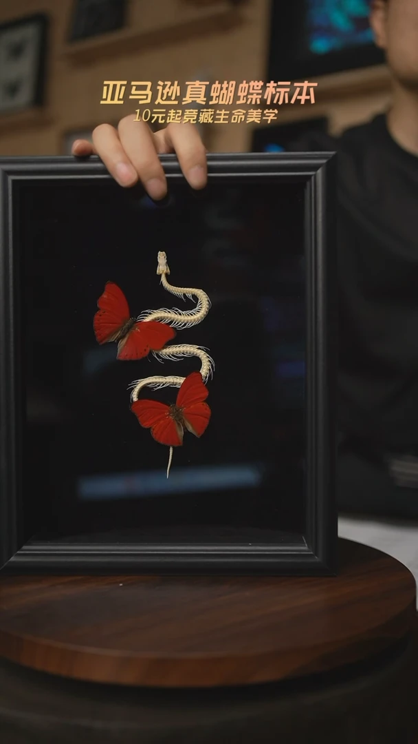 有机玻璃蝴蝶标本F88