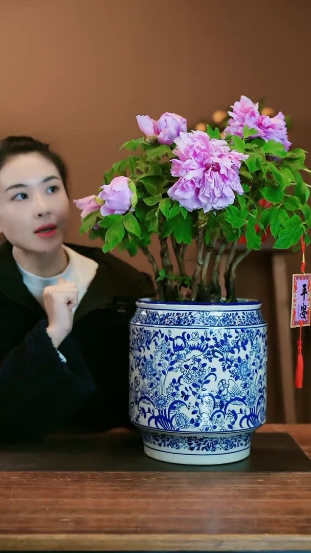 【闪购商品】盆景牡丹花