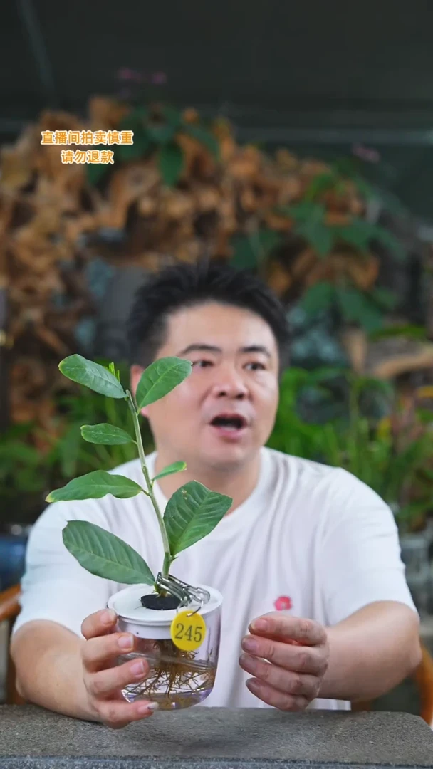 当前无花栽培后可以开花254柠檬+