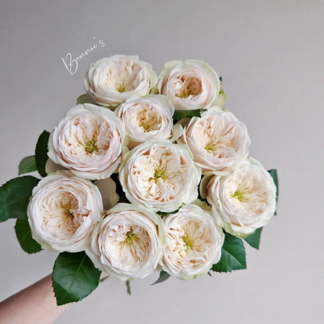 【花千花谷玫瑰】10枝达林顿玫瑰花 云南鲜花包邮