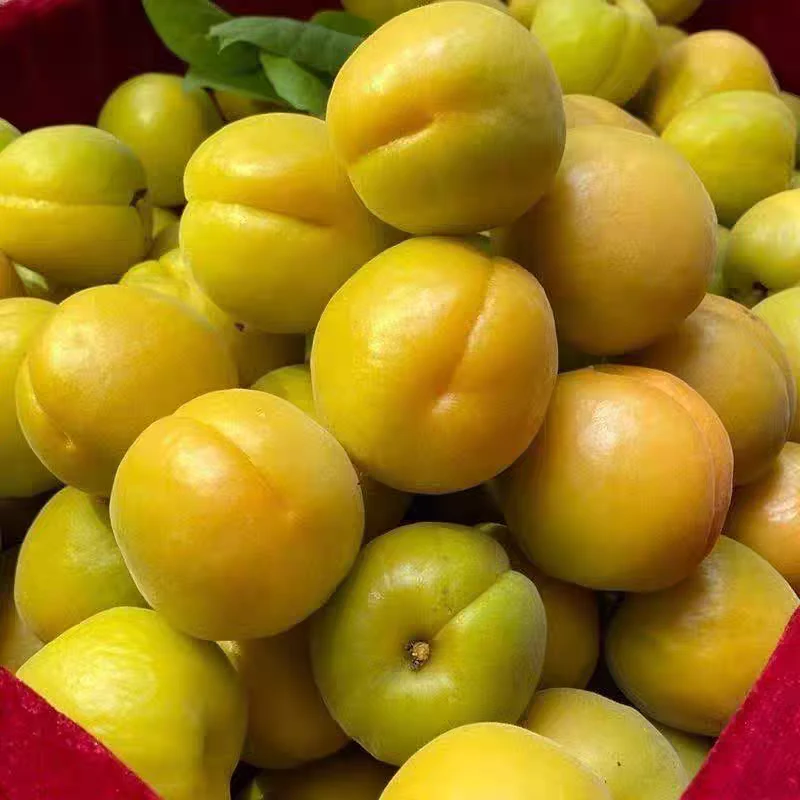 现摘微黄杏酸爽微甜微黄杏软吃酸甜孕妇应季水果大黄杏金太阳杏子