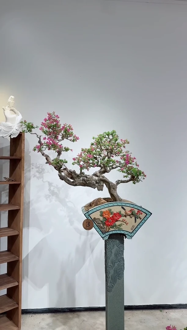 完全开放东***里小叶紫三角梅三角梅