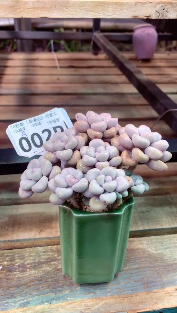 002P（一物一拍，精品多肉，所见即所得 ）1