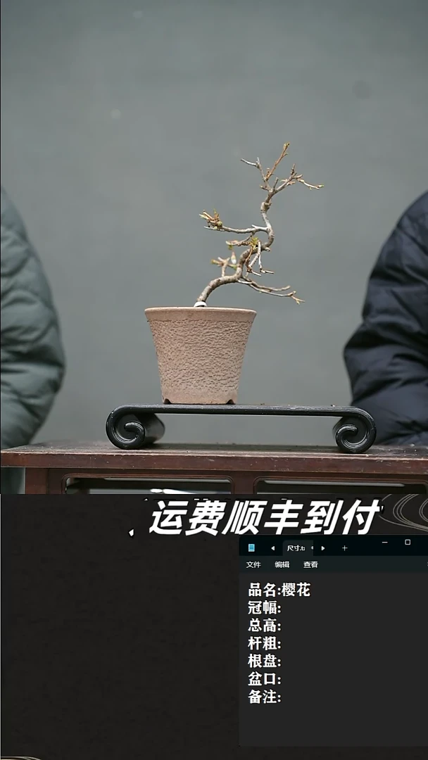 【闪购商品】42  樱花