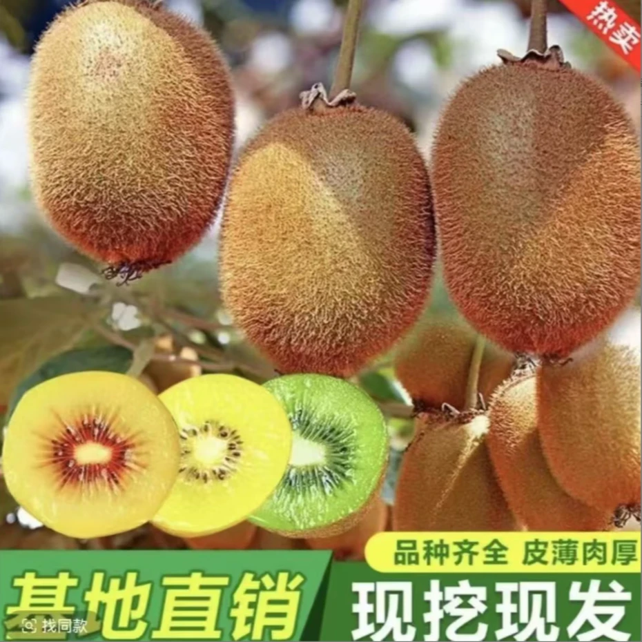 【买1送1猕猴桃树苗】公母同株品种猕猴桃南方北方都可种植果树苗