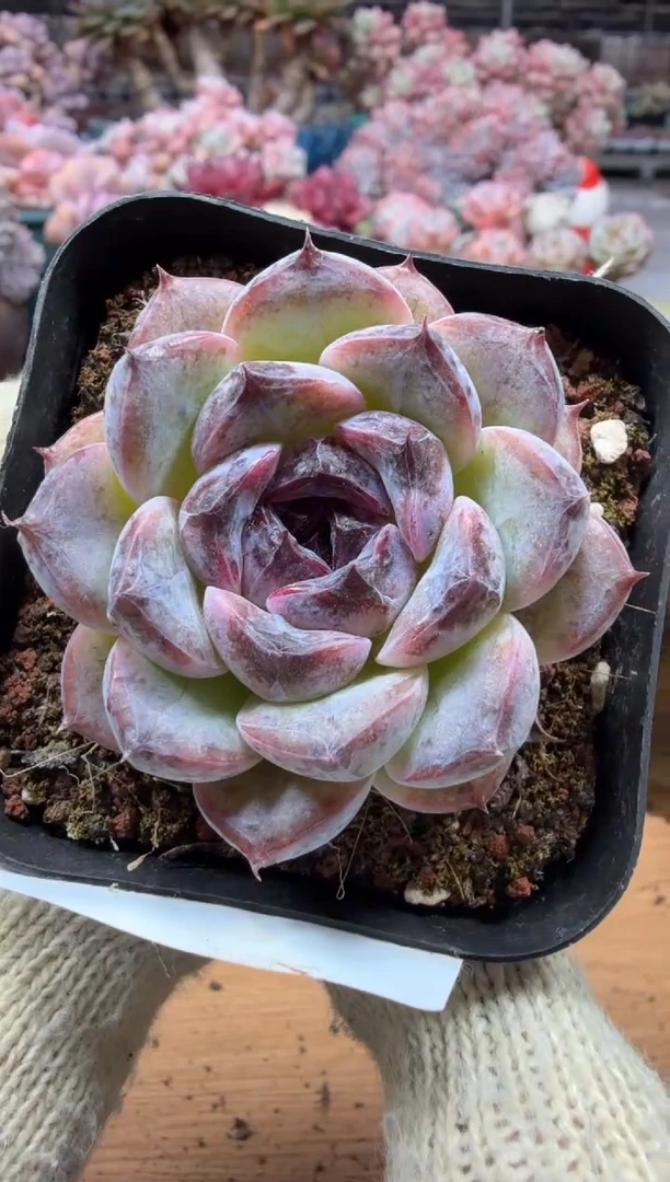 东云多肉园三店-185