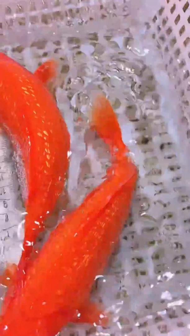 锦鲤冷水观赏鱼全场包邮121