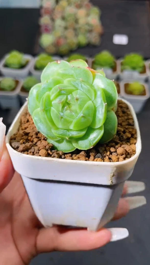 458翡冷翠一物一拍