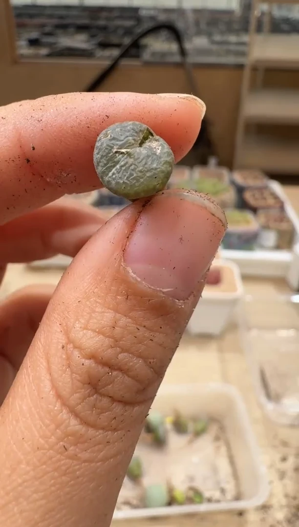 20-102多肉植物肉锥