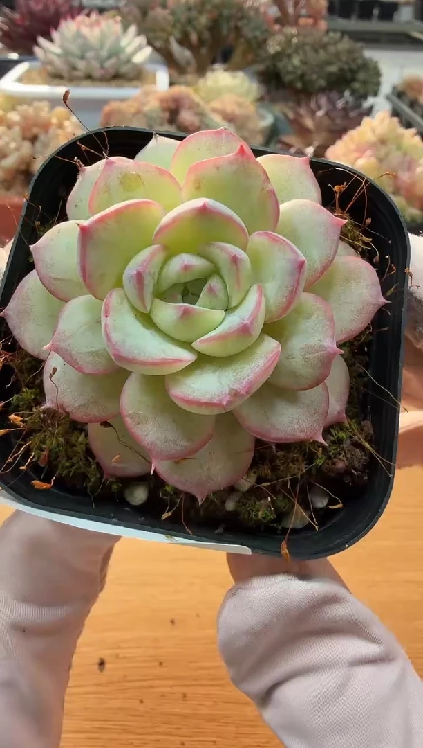 东云多肉园二店-07