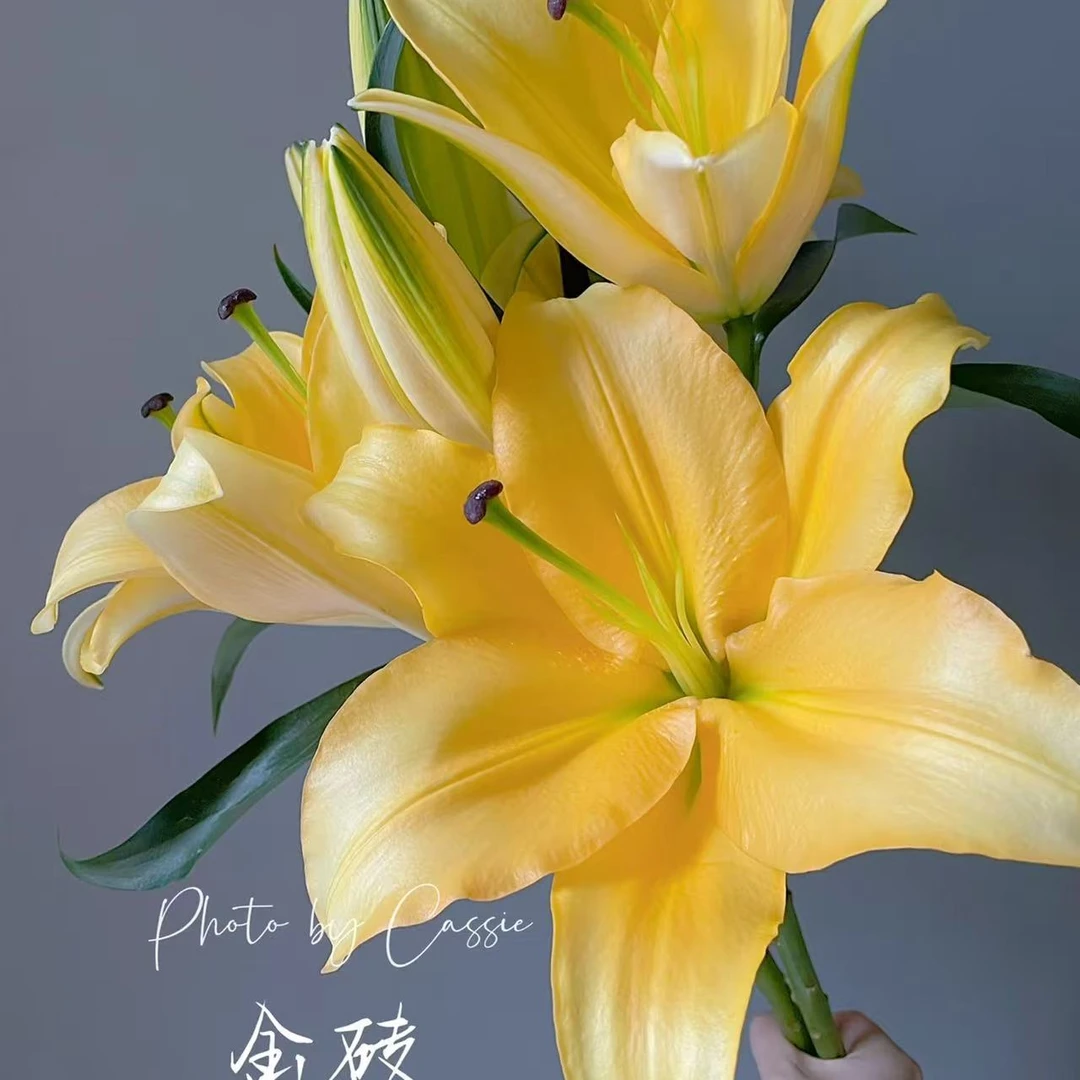 【多头金砖百合】云南鲜花京东包邮